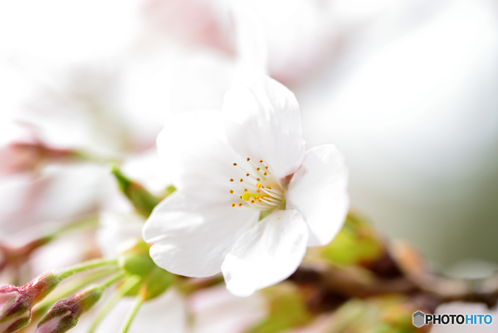 今が盛りと咲きほこる８