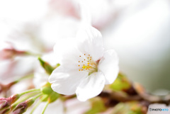 今が盛りと咲きほこる８