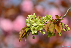 御衣黄桜１
