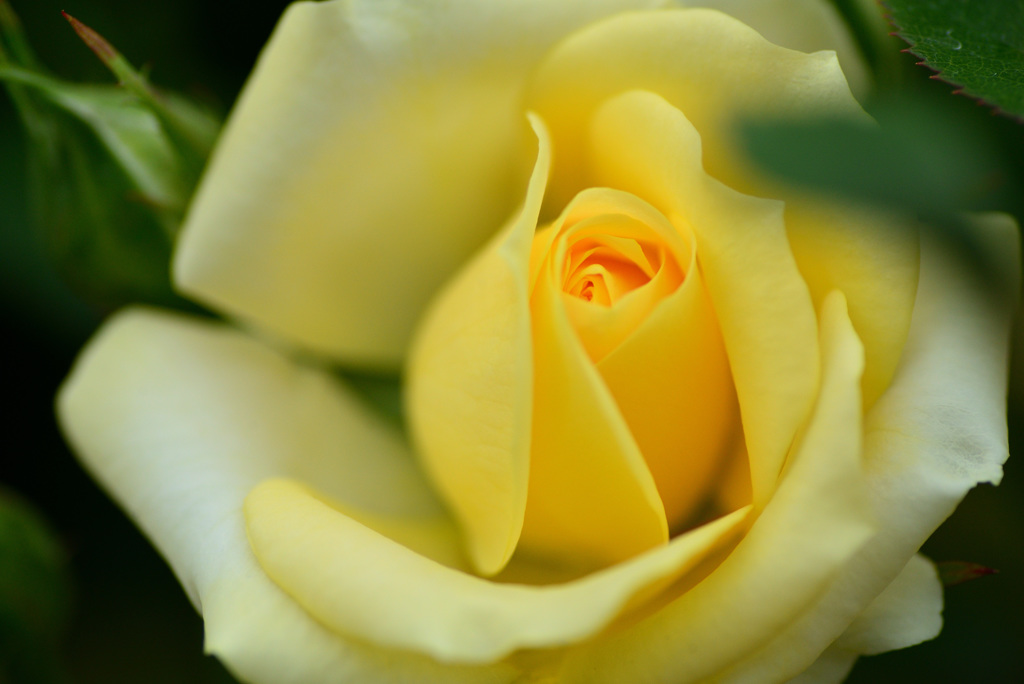 最後の平成六月のバラ２