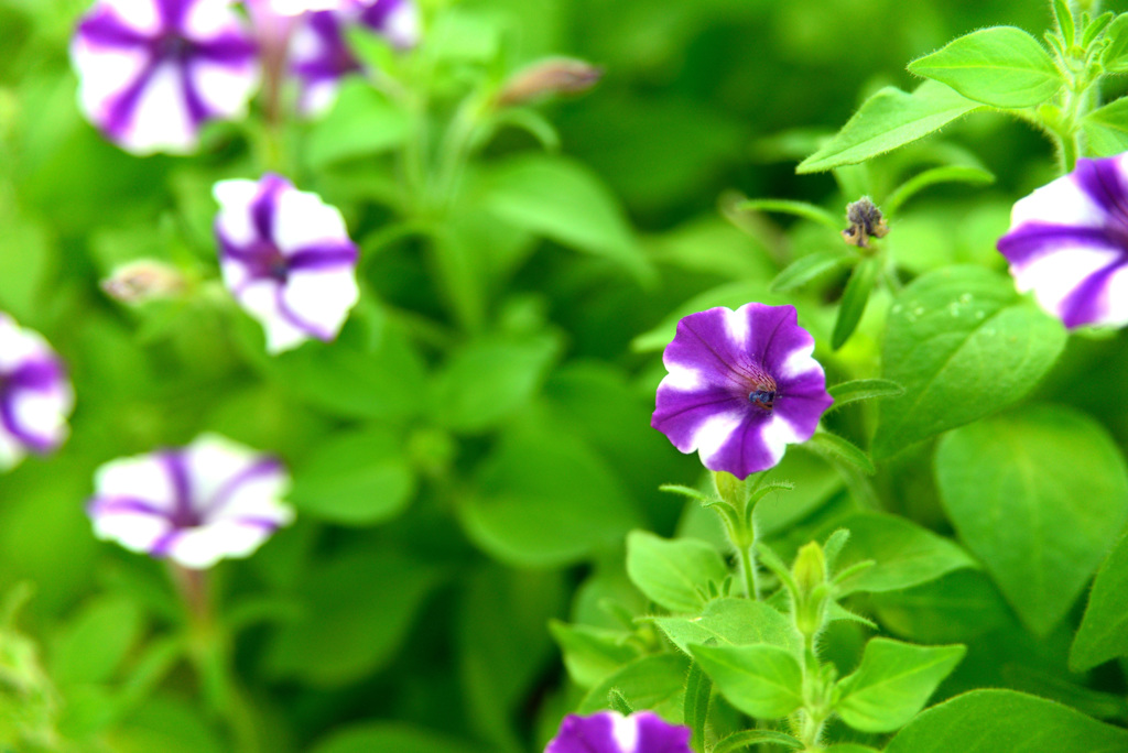 夏の花壇の中で４