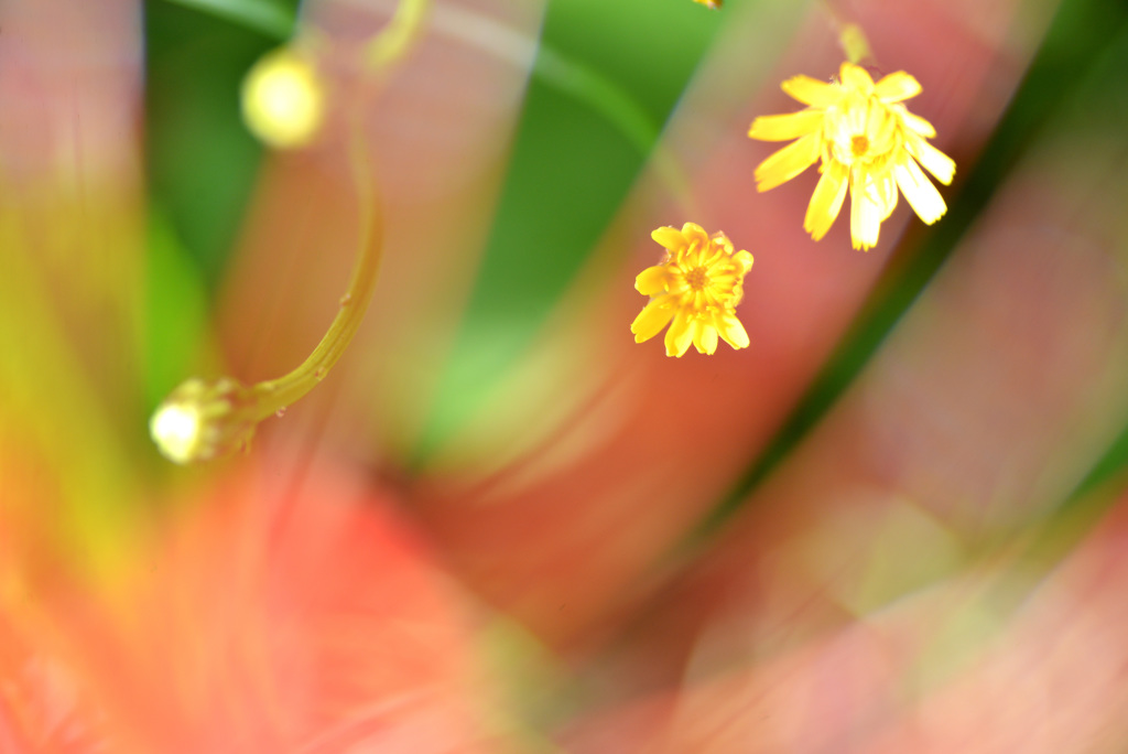 日陰の花の朝３