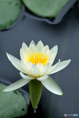 じゅんさい池の睡蓮花８