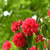 5月の植物園を歩く（シャクナゲ）