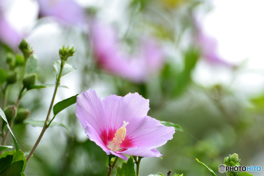 芙蓉も夏をつげる２