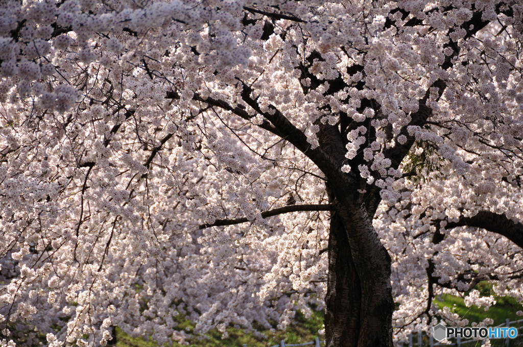 桜の記憶と記録の中から1-5