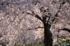 桜の記憶と記録の中から1-5
