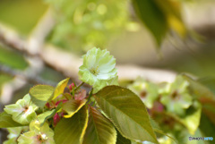御衣黄桜３