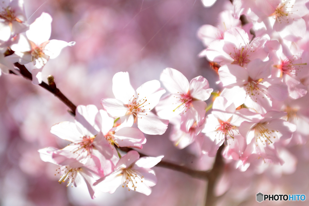 今が盛りと咲きほこる４