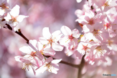 今が盛りと咲きほこる４