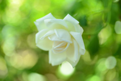 二宮家バラ園にて５