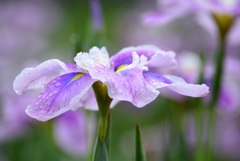 梅雨空の下で３