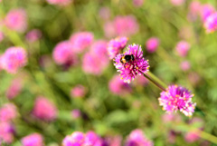 公園を歩いて花と蜂にあたる