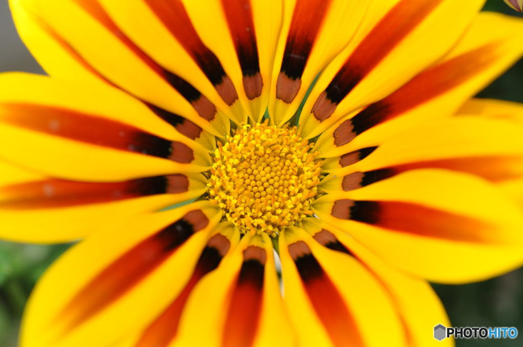 花の記憶と記録の中から５