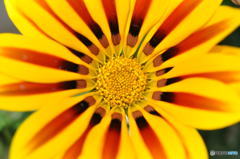 花の記憶と記録の中から５