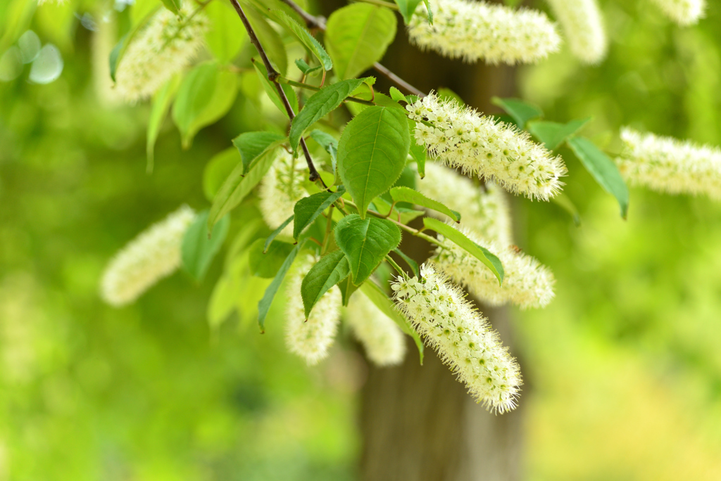 ５月の植物園を歩く（ウワミズザクラ）