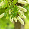 ５月の植物園を歩く（ウワミズザクラ）