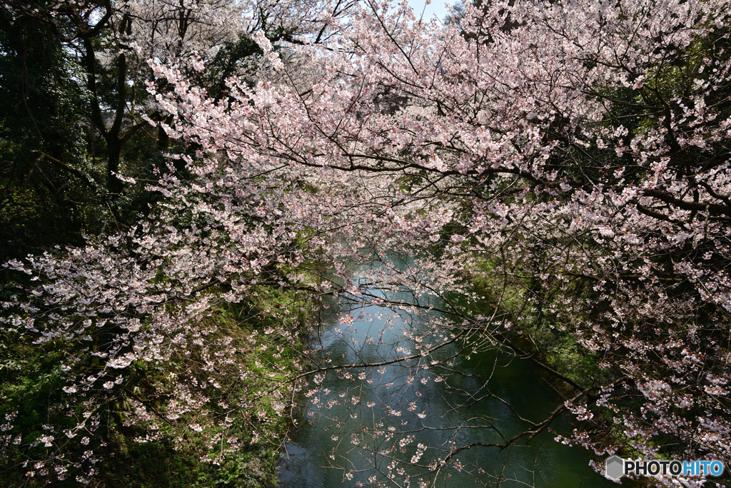 水源の桜１