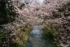 水源の桜１