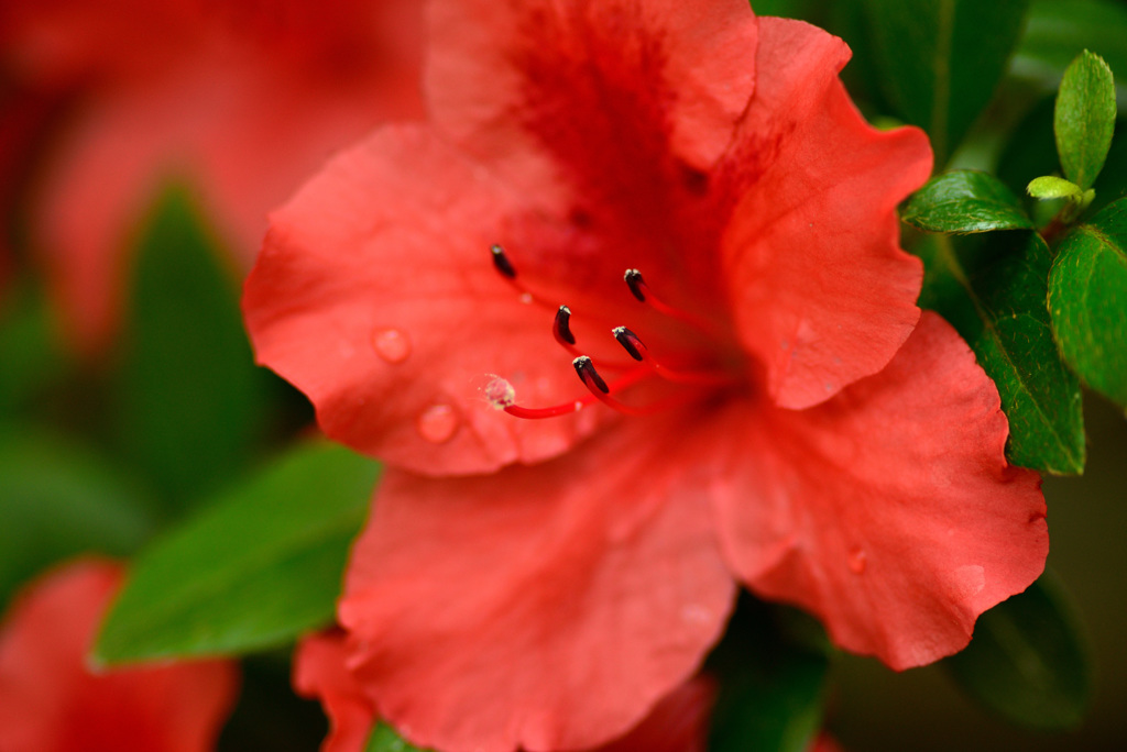 雨上がりの公園５