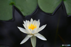 じゅんさい池の睡蓮花４