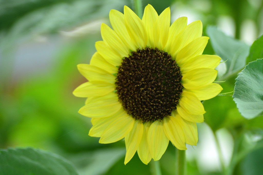 たぶん越後うまれのヒマワリ