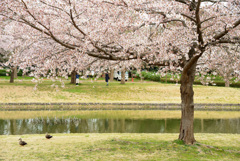 桜のある風景３