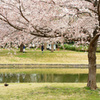 桜のある風景３