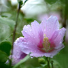 激しい雨のあとで２
