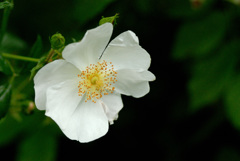 花壇のバラ１