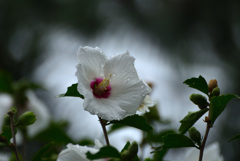 激しい雨のあとで３