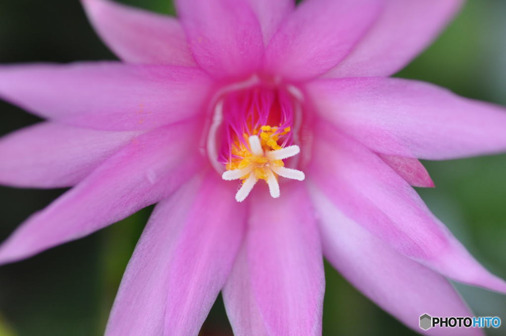 花の記憶と記録の中から３