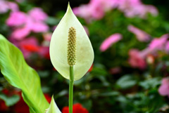 花壇の中で８