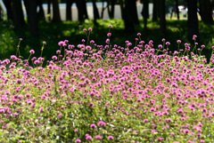 公園を歩く〜人は格差、花は高差