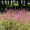 公園を歩く〜人は格差、花は高差