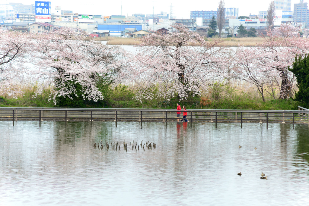 桜のある風景２