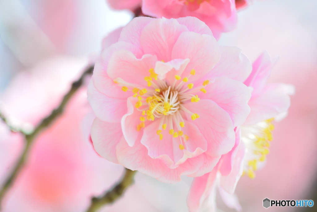 梅の花６