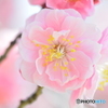 梅の花６