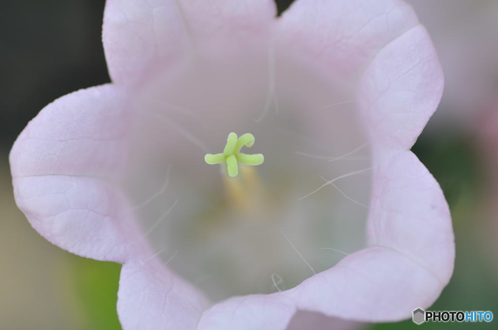 花の記憶と記録の中から２