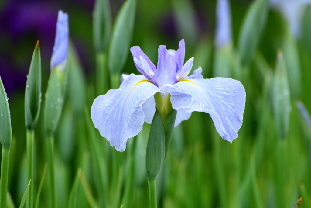 梅雨空の下で２