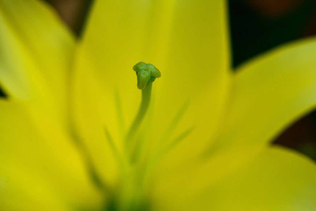 越後うまれのユリ展示会で４
