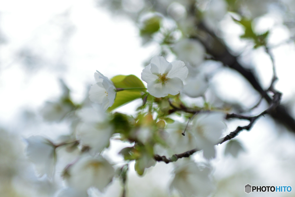 今が盛りと咲きほこる５