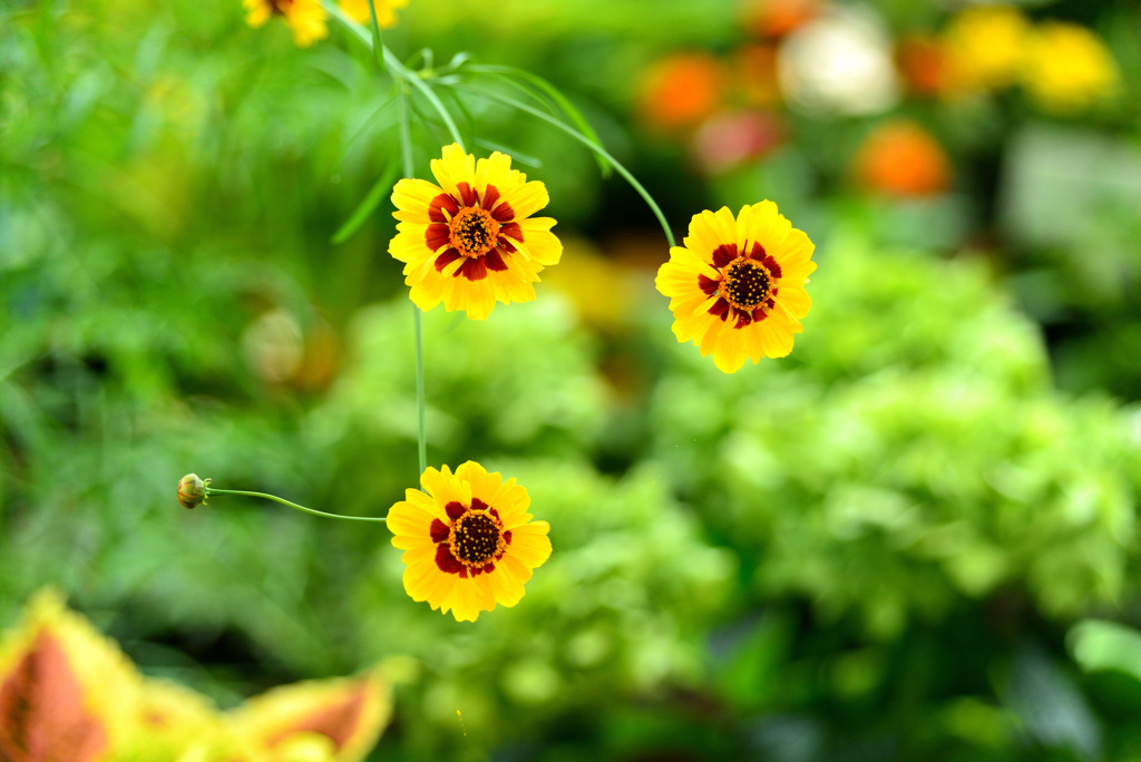 夏の花壇の中で３