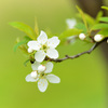 桜にあらず李（スモモ）咲く