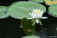 じゅんさい池の睡蓮花１