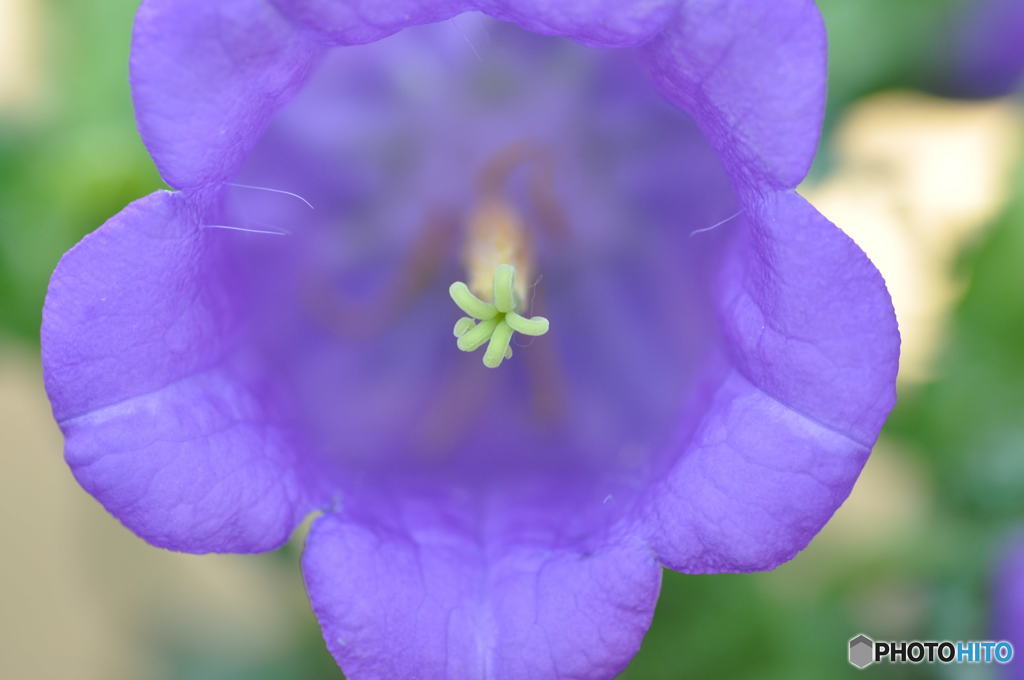 花の記憶と記録の中から４