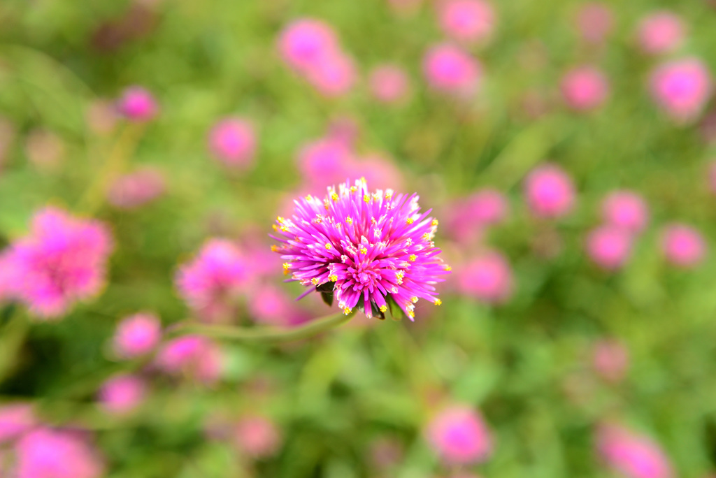 花は出ても打たれず