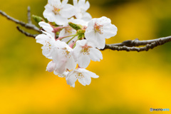 周り黄色でも桜は桜