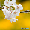 周り黄色でも桜は桜