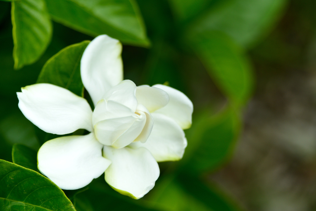 夏の花壇の中で２
